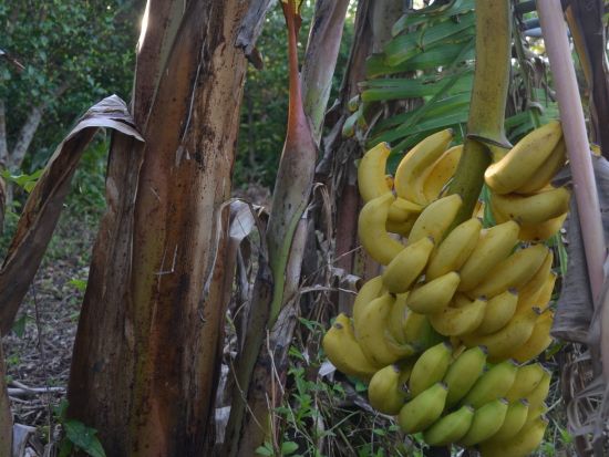 沖永良部島 丸ごと体験 ホームステイ民宿　海・洞窟・畑・地元民との交流で住むように過ごす！BBQ＆ケイビング体験付プランもあり＜1～2泊／沖永良部島＞by島暮
