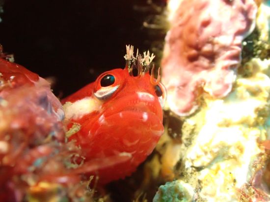 体験ダイビング お魚いっぱい！水中生物の宝庫「西川名」を潜る＜ビーチ／1ダイブ／館山市＞by 西川名ダイビングサービス