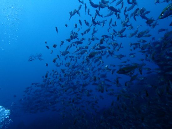体験ダイビング お魚いっぱい！水中生物の宝庫「西川名」を潜る＜ビーチ／1ダイブ／館山市＞by 西川名ダイビングサービス