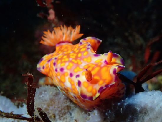体験ダイビング お魚いっぱい！水中生物の宝庫「西川名」を潜る＜ビーチ／1ダイブ／館山市＞by 西川名ダイビングサービス