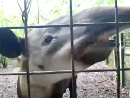 tapir2-2_edited