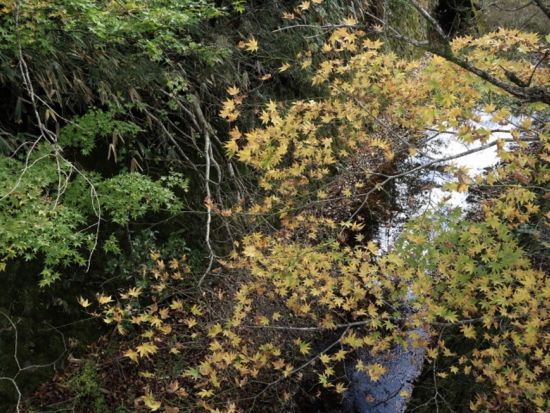 トレッキングツアー 富士山を眺めながら箱根山の外輪山を尾根歩き 6歳から参加OK＜午前／ハコネマウンテンリッパー／箱根＞