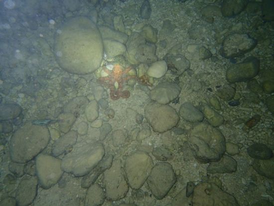 ナイトシュノーケリングツアー　幻想的な夜光虫の輝きを観察＆星空観賞　夜の海中世界を探索！＜火木土日／4～10月＞by プリシアリゾートヨロン