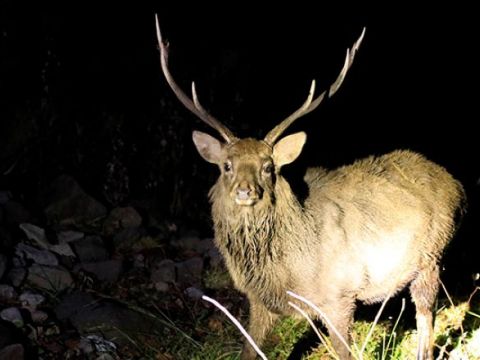 知床　夜の動物ウォッチング　エゾシカ・キタキツネなど野生動物を観察＜4～11月／送迎付／ウトロ発＞by 知床ネイチャーオフィス 