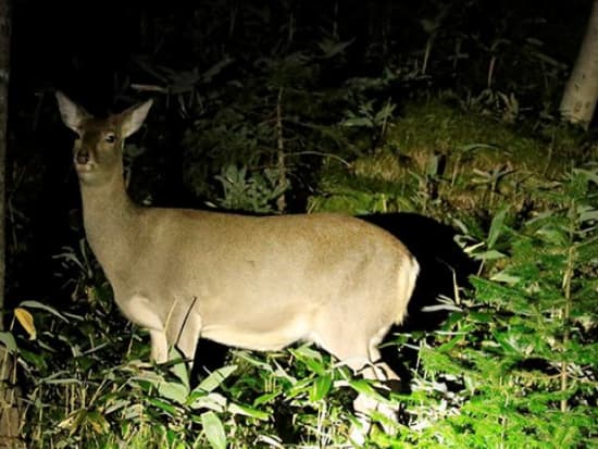 知床 夜の動物ウォッチング エゾシカ キタキツネなど野生動物を観察 4 11月 送迎付 ウトロ発 By 知床ネイチャーオフィス 知床 網走の観光 遊び 体験 レジャー専門予約サイト Veltra ベルトラ