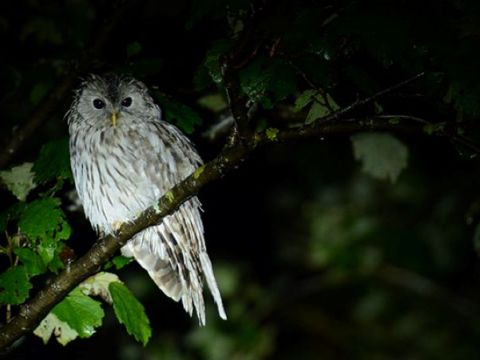 知床　夜の動物ウォッチング　エゾシカ・キタキツネなど野生動物を観察＜4～11月／送迎付／ウトロ発＞by 知床ネイチャーオフィス 