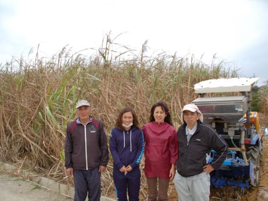 サトウキビ農家で収穫体験　おじぃと一緒にハルサー（畑人）の仕事を体感しながら沖縄の文化を学ぶ！ 地元の方との楽しい交流も＜名護市＞