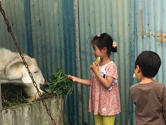 サトウキビ農家で収穫体験　おじぃと一緒にハルサー（畑人）の仕事を体感しながら沖縄の文化を学ぶ！ 地元の方との楽しい交流も＜名護市＞