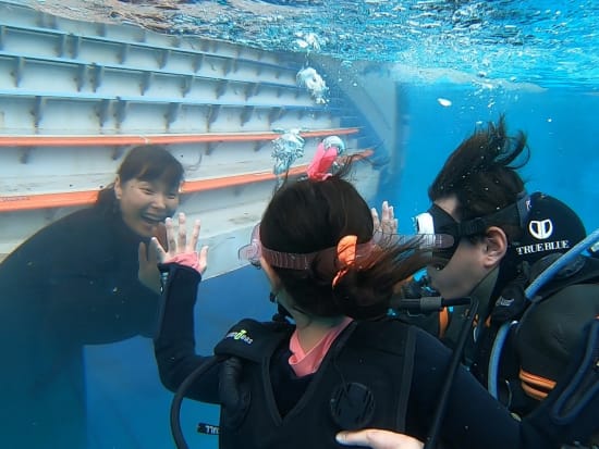 体験ダイビング 水族館でイルカと泳ぐ ドルフィンダイブ 1ダイブ 下田海中水族館 By ハンマーズアカデミー 伊豆 下田 白浜の観光 遊び 体験 レジャー専門予約サイト Veltra ベルトラ