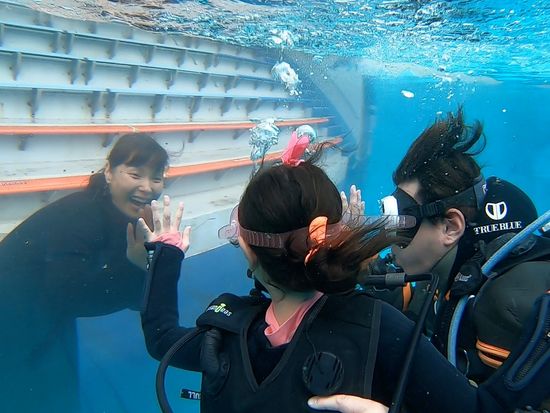 体験ダイビング 水族館でイルカと泳ぐ ドルフィンダイブ 1ダイブ 下田海中水族館 By ハンマーズアカデミー 伊豆 下田 白浜の観光 遊び 体験 レジャー専門予約サイト Veltra ベルトラ 体験ダイビング 水族館でイルカと泳ぐ ドルフィンダイブ 1ダイブ 下田海中水族館 By ハンマーズアカデミー 伊豆 下田 白浜の観光 遊び 体験 レジャー専門予約サイト Veltra ベルトラ