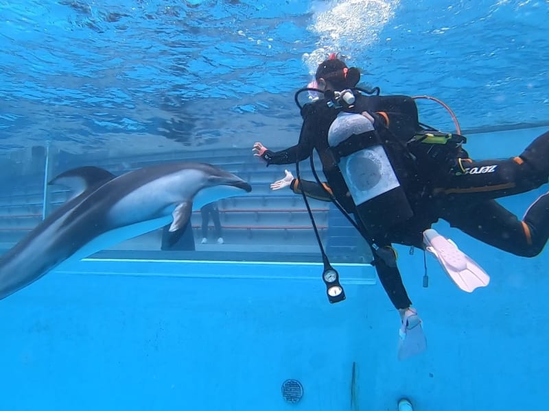 体験ダイビング 水族館でイルカと泳ぐ ドルフィンダイブ 1ダイブ 下田海中水族館 By ハンマーズアカデミー 伊豆 下田 白浜の観光 遊び 体験 レジャー専門予約サイト Veltra ベルトラ