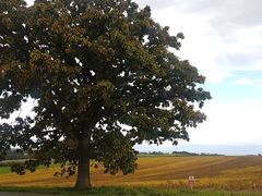 Biei tree