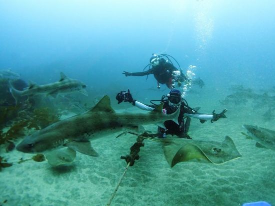 ファンダイビング 館山伊戸 サメの大群を間近で！シャークスクランブルダイブ＜ボート／2ダイブ／館山市＞by バラクーダ・ダイビングサービス