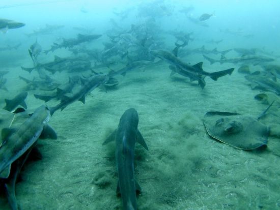 ファンダイビング 館山伊戸 サメの大群を間近で！シャークスクランブルダイブ＜ボート／2ダイブ／館山市＞by バラクーダ・ダイビングサービス