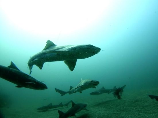 ファンダイビング 館山伊戸 サメの大群を間近で！シャークスクランブルダイブ＜ボート／2ダイブ／館山市＞by バラクーダ・ダイビングサービス