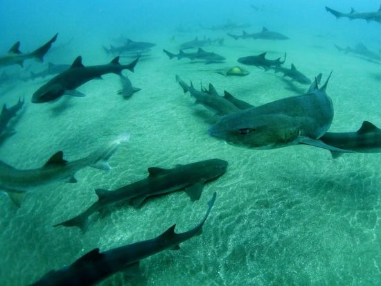 ファンダイビング 館山伊戸 サメの大群を間近で！シャークスクランブルダイブ＜ボート／2ダイブ／館山市＞by バラクーダ・ダイビングサービス