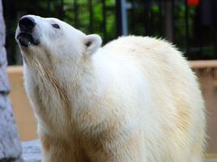 Japan_Hokkaido_Asahiyama Zoo_shutterstock_555572869