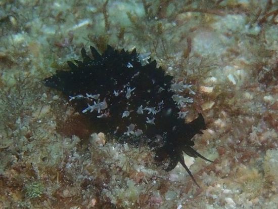 体験ダイビング 神津島の青い海でダイバーデビュー＜ビーチ／1ダイブ＞by Tears Blue