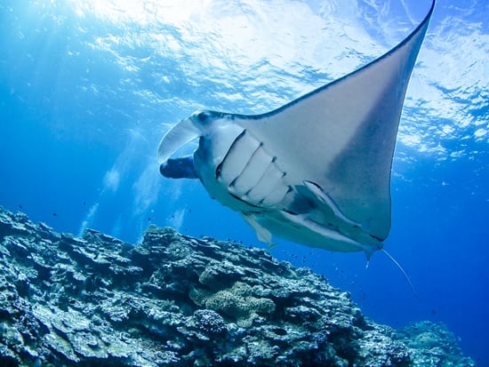 マンタと泳ぐ 海の生き物と泳ぐ 観察する 沖縄の観光 オプショナルツアー専門 Veltra ベルトラ
