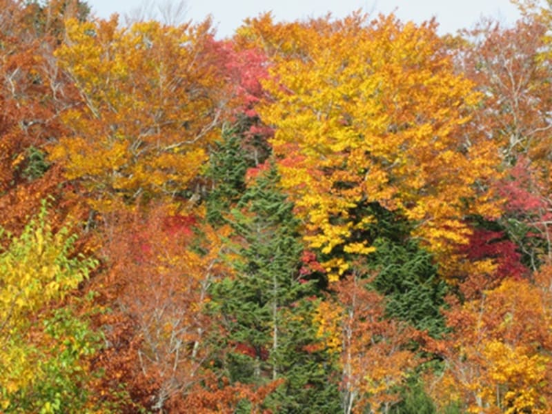 6紅葉の八甲田山