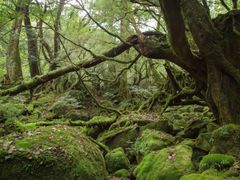 Japan_Yakushima_Shiratani Unsuikyo_Mononokenomori