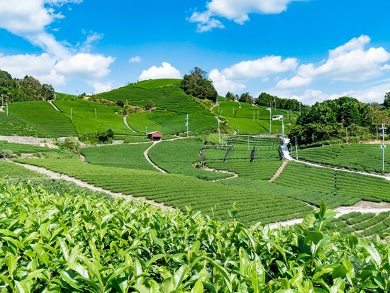 和束町（茶源郷ウォーキング)石寺