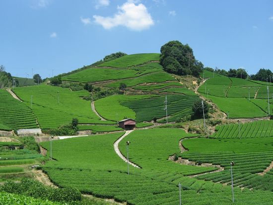 20-1_石寺・白栖、撰原、釜塚の茶畑（別アングル）