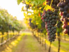 Generic_Wine_Vineyard_shutterstock_571565734
