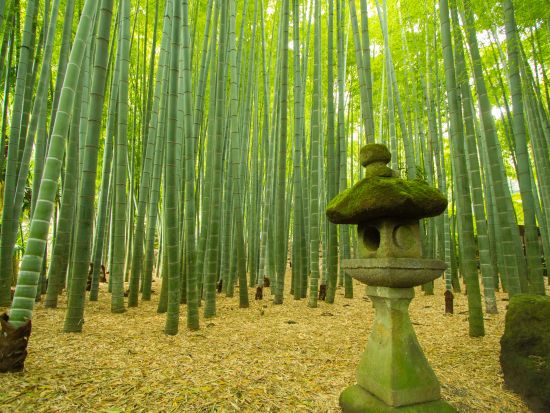 人力車で行く鎌倉観光ツアー 「鎌倉殿の13人」ゆかりの地を定番スポットから穴場まで人力車ならではのフットワークでご案内！＜ガイド付／英語オプション有／鎌倉＞