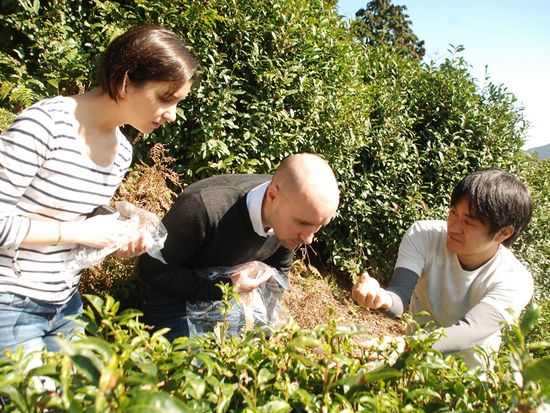 dmatcha 茶摘み　Tea Picking