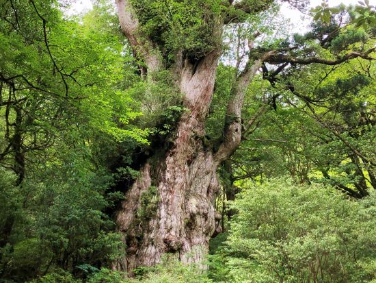 【貸切】縄文杉トレッキングツアー　＜40代以上または超初心者限定＞ byA・N・D