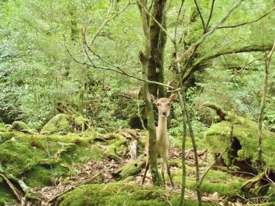 【貸切】白谷雲水峡（太鼓岩）トレッキングツアー　＜40代～50代または超初心者限定＞ by A・N・D