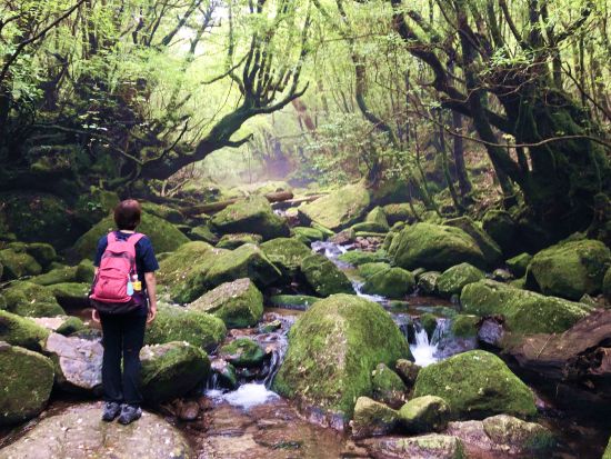 【貸切】白谷雲水峡（太鼓岩）トレッキングツアー　＜40代～50代または超初心者限定＞ by A・N・D