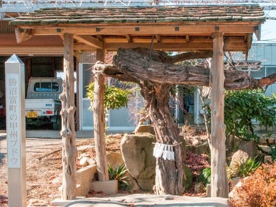 ④勝沼富町のブドウ