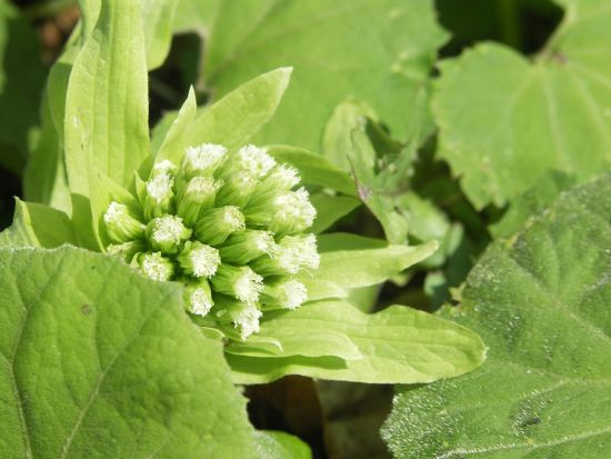 大長谷　21世紀の森散策＆温泉ツアー 地元食材のランチ付き＜午前／富山市＞
