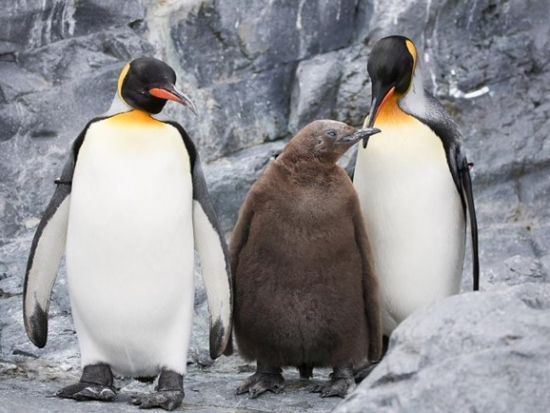 札幌発 日帰りバスツアー 旭山動物園＋青い池＋白ひげの滝（7/1～9/15はファーム富田へご案内） ＜4月下旬～11月上旬／1名から催行／札幌市内発着＞