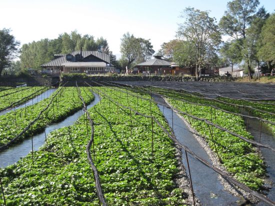 長野県 安曇野周遊日帰りツアー 安曇野ちひろ美術館＋穂高神社＋大王わさび農場など定番スポット巡り＜4～11月／毎日運行／安曇野市内発着＞