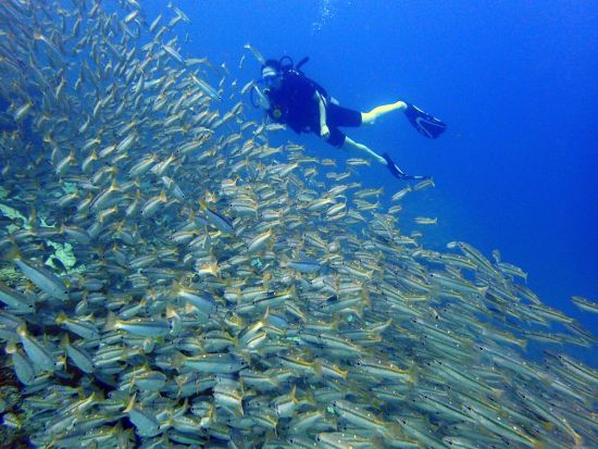 体験ダイビング（ファンダイバー同行｜ラチャヤイ島・ラチャノイ島へ シャワー＆トイレ完備の快適ボートで行く2ダイブツアー＜貸切インストラクター同行＞by D.O.