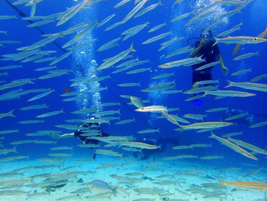 体験ダイビング（ファンダイバー同行｜ラチャヤイ島・ラチャノイ島へ シャワー＆トイレ完備の快適ボートで行く2ダイブツアー＜貸切インストラクター同行＞by D.O.