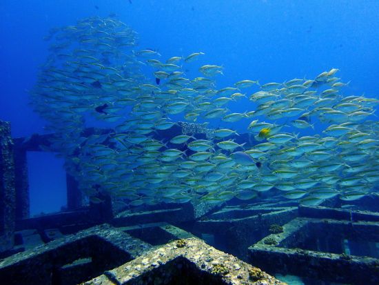 体験ダイビング｜ラチャヤイ島・ラチャノイ島へ シャワー＆トイレ完備の快適ボートで行く2ダイブツアー＜貸切インストラクター同行＞by D.O.
