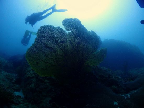 経験者限定！英語ガイドと潜るファンダイビング｜ラチャヤイ・ラチャノイ／ピピ島＋マリンパーク／沈船ダイブ＜日本語サポート／プライベートガイドプランもあり＞