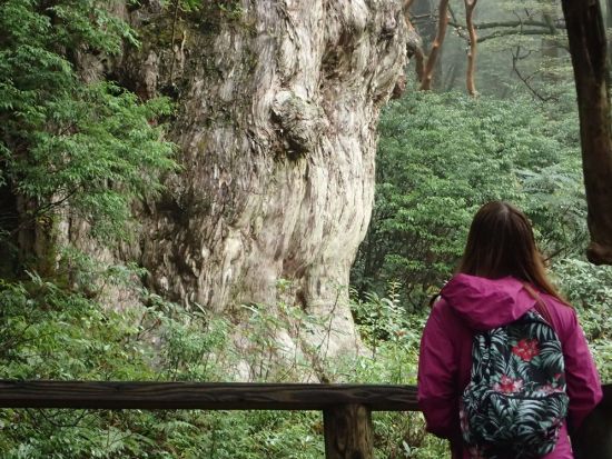 【充実の登山装備レンタル付き】屋久島 縄文杉日帰りトレッキングツアー　登山口までの送迎手配も可能　by Yamakara屋久島