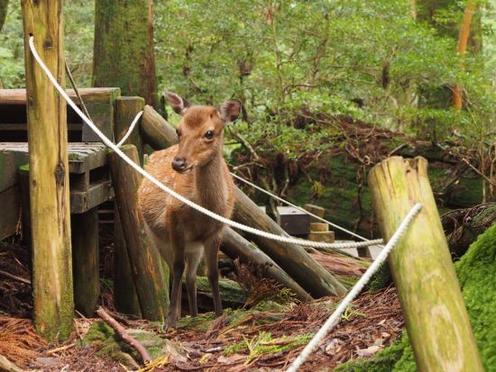 【充実の登山装備レンタル付き】屋久島 縄文杉日帰りトレッキングツアー　登山口までの送迎手配も可能　by Yamakara屋久島