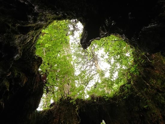 【充実の登山装備レンタル付き】屋久島 縄文杉日帰りトレッキングツアー　登山口までの送迎手配も可能　by Yamakara屋久島