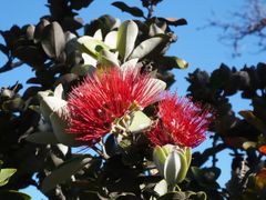 ohia_lehua