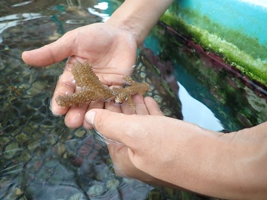 サンゴ苗作り10