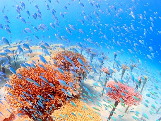 サンゴ苗作り＆養殖場見学「海の環境を楽しく学ぶ」沖縄自然体験型エコツアー　オプションでシュノーケル or ダイビング追加可＜グリーン・フィンズ認定店／恩納村＞