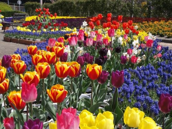 佐世保市内発着貸切観光タクシー　九十九島動植物園森きらら＋石岳展望台園地＋九十九島パールシーリゾートなどご希望の場所へご案内＜最大9名／4時間＞