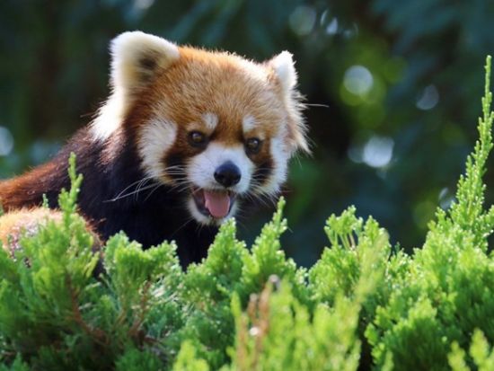 佐世保市内発着貸切観光タクシー　九十九島動植物園森きらら＋石岳展望台園地＋九十九島パールシーリゾートなどご希望の場所へご案内＜最大9名／4時間＞