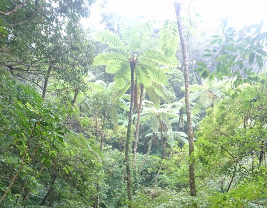 金作原トレッキングツアー フォトジェニックな大原海浜公園立ち寄り付き！＜名瀬市内送迎無料＞by マングローブ茶屋